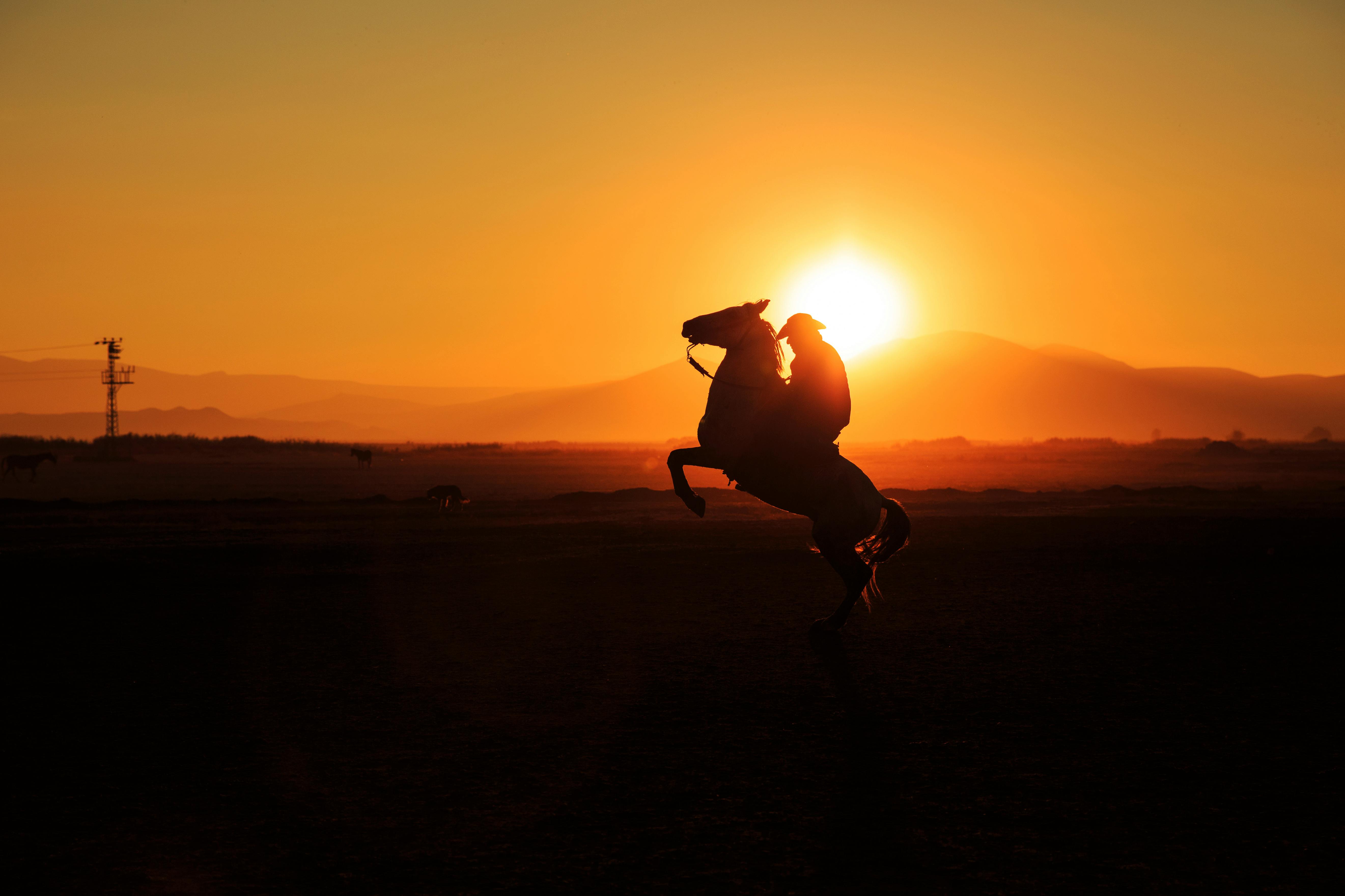 Cowboy on a horse